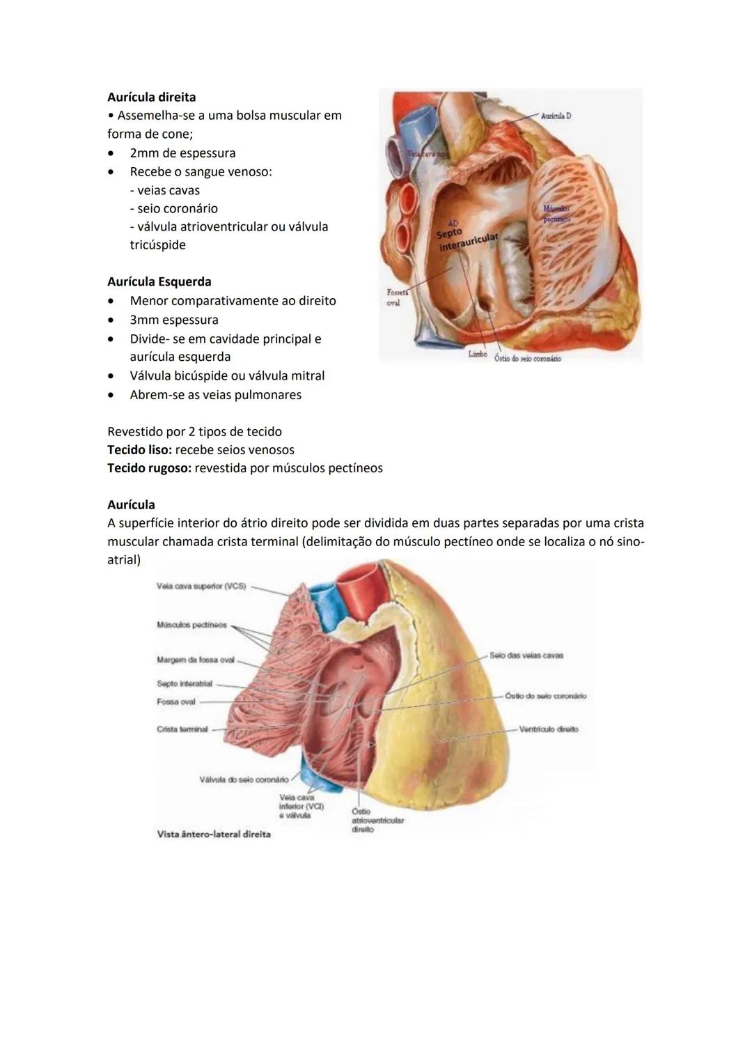 Terminologia e planos do corpo humano
Descreve planos espaciais dos órgãos
O corpo humano deve-se considerar na seguinte posição
• Sempre o