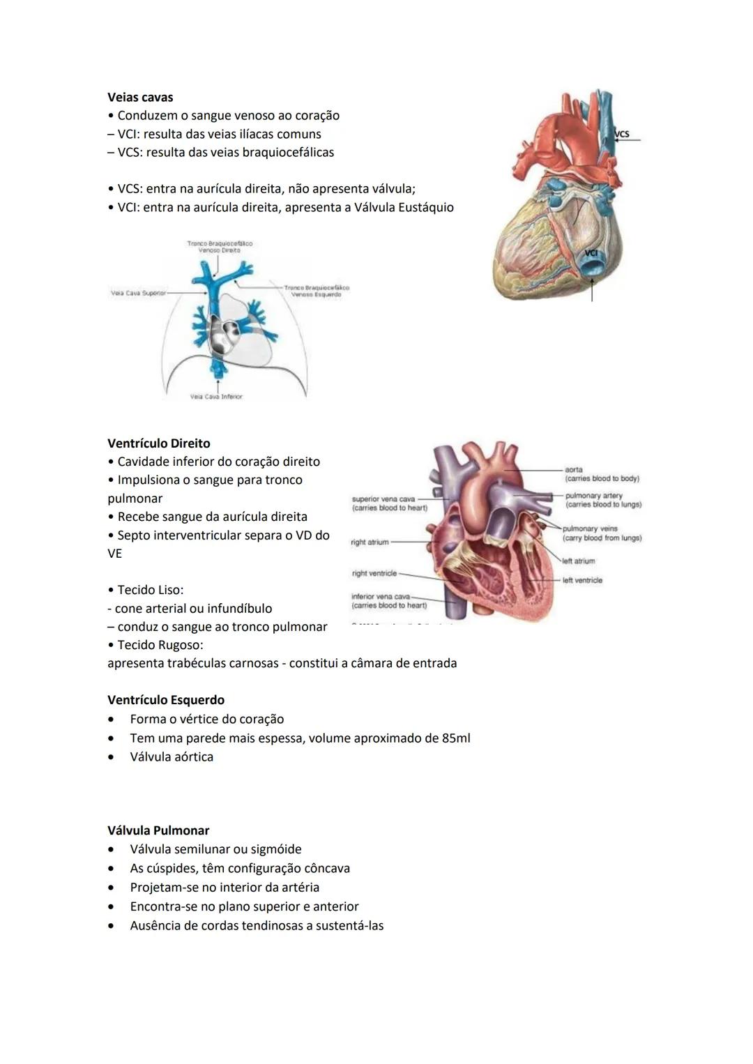 Terminologia e planos do corpo humano
Descreve planos espaciais dos órgãos
O corpo humano deve-se considerar na seguinte posição
• Sempre o