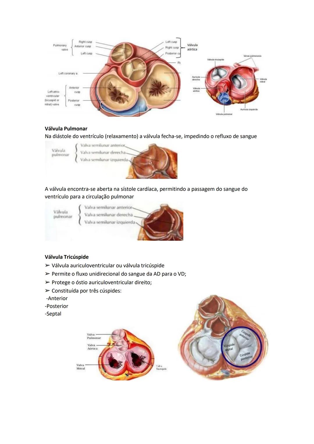 Terminologia e planos do corpo humano
Descreve planos espaciais dos órgãos
O corpo humano deve-se considerar na seguinte posição
• Sempre o