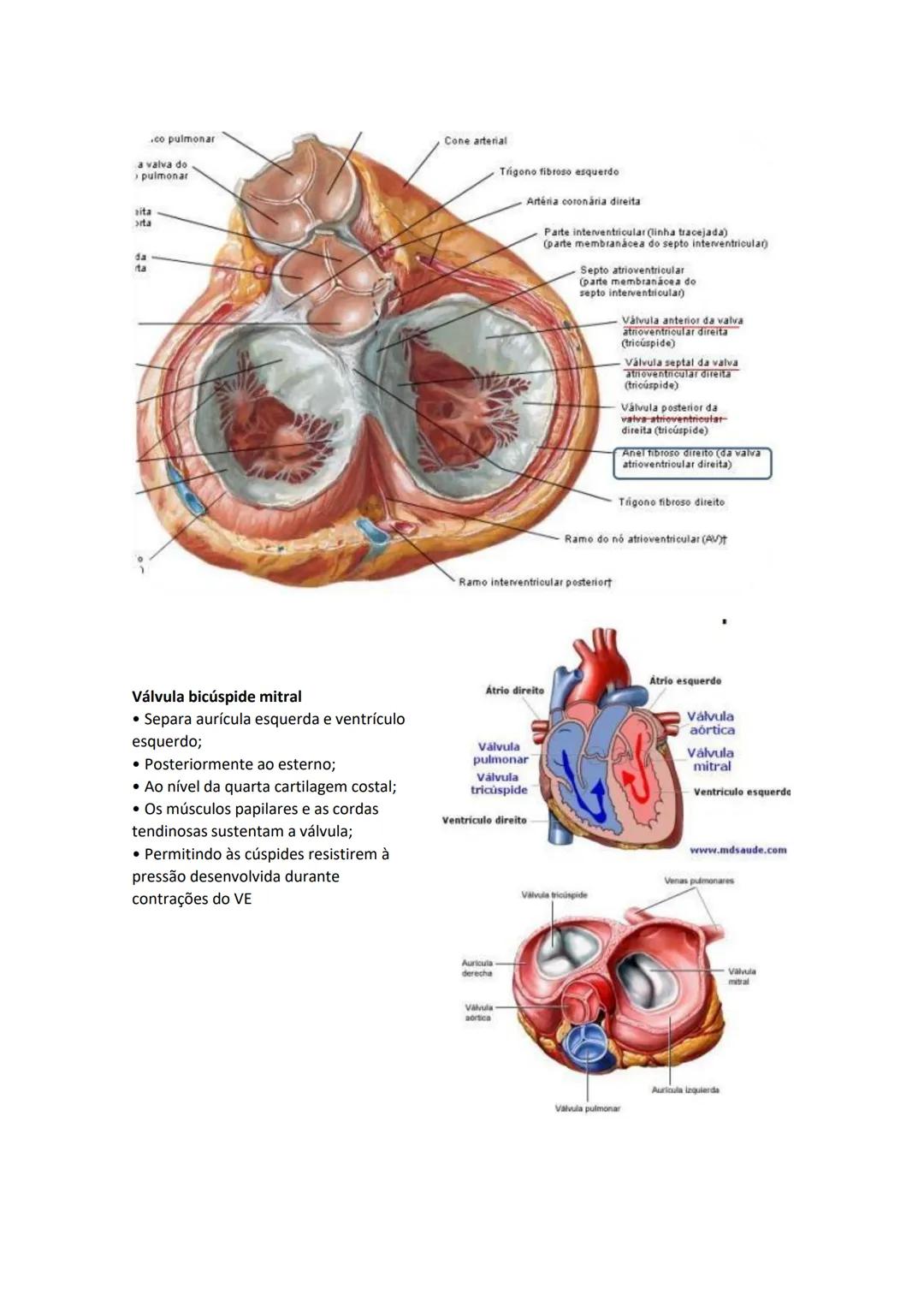 Terminologia e planos do corpo humano
Descreve planos espaciais dos órgãos
O corpo humano deve-se considerar na seguinte posição
• Sempre o