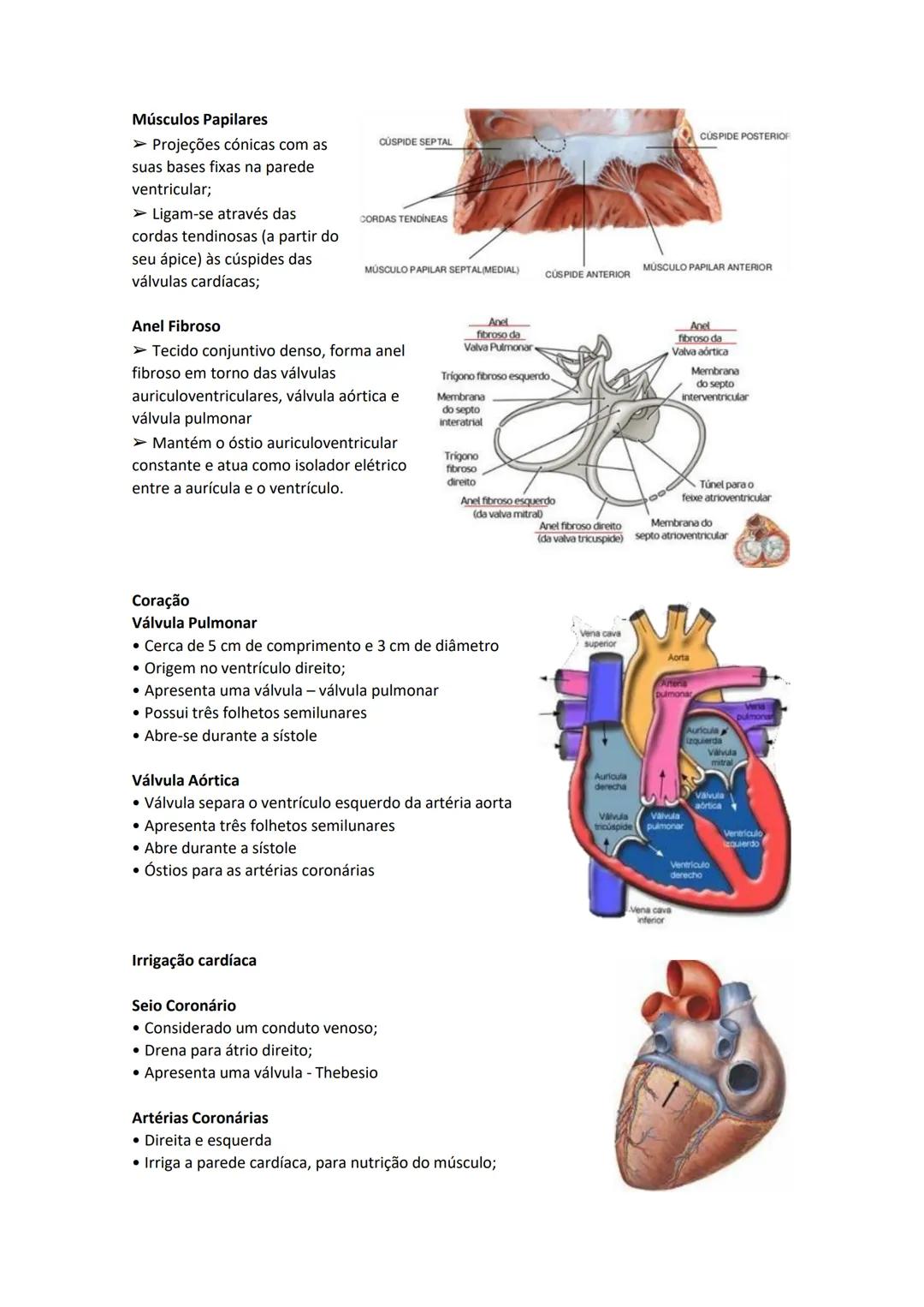 Terminologia e planos do corpo humano
Descreve planos espaciais dos órgãos
O corpo humano deve-se considerar na seguinte posição
• Sempre o
