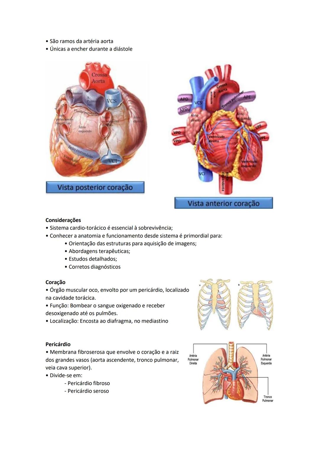 Terminologia e planos do corpo humano
Descreve planos espaciais dos órgãos
O corpo humano deve-se considerar na seguinte posição
• Sempre o