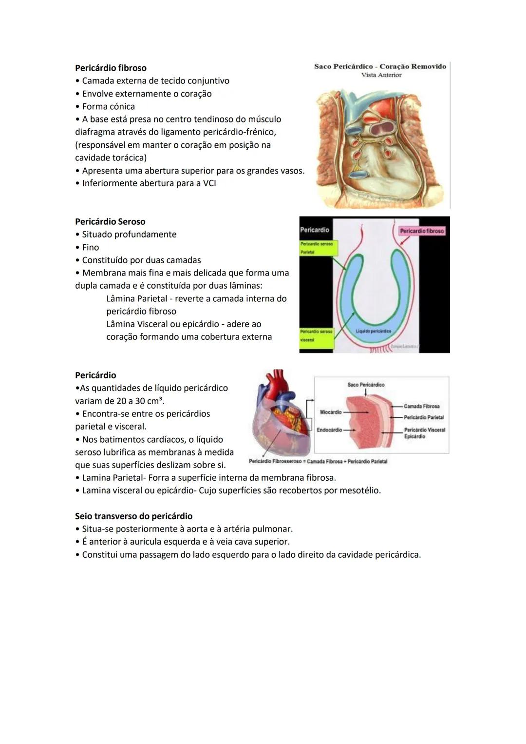 Terminologia e planos do corpo humano
Descreve planos espaciais dos órgãos
O corpo humano deve-se considerar na seguinte posição
• Sempre o