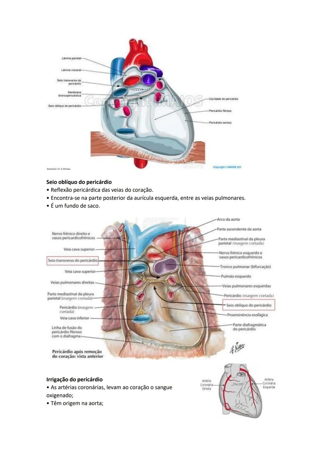 Terminologia e planos do corpo humano
Descreve planos espaciais dos órgãos
O corpo humano deve-se considerar na seguinte posição
• Sempre o