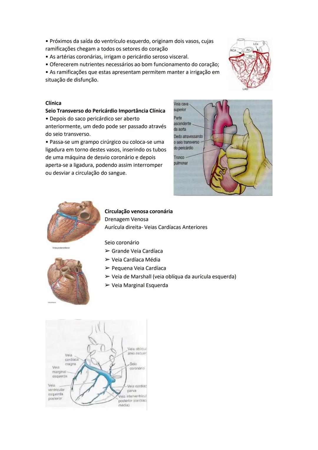 Terminologia e planos do corpo humano
Descreve planos espaciais dos órgãos
O corpo humano deve-se considerar na seguinte posição
• Sempre o