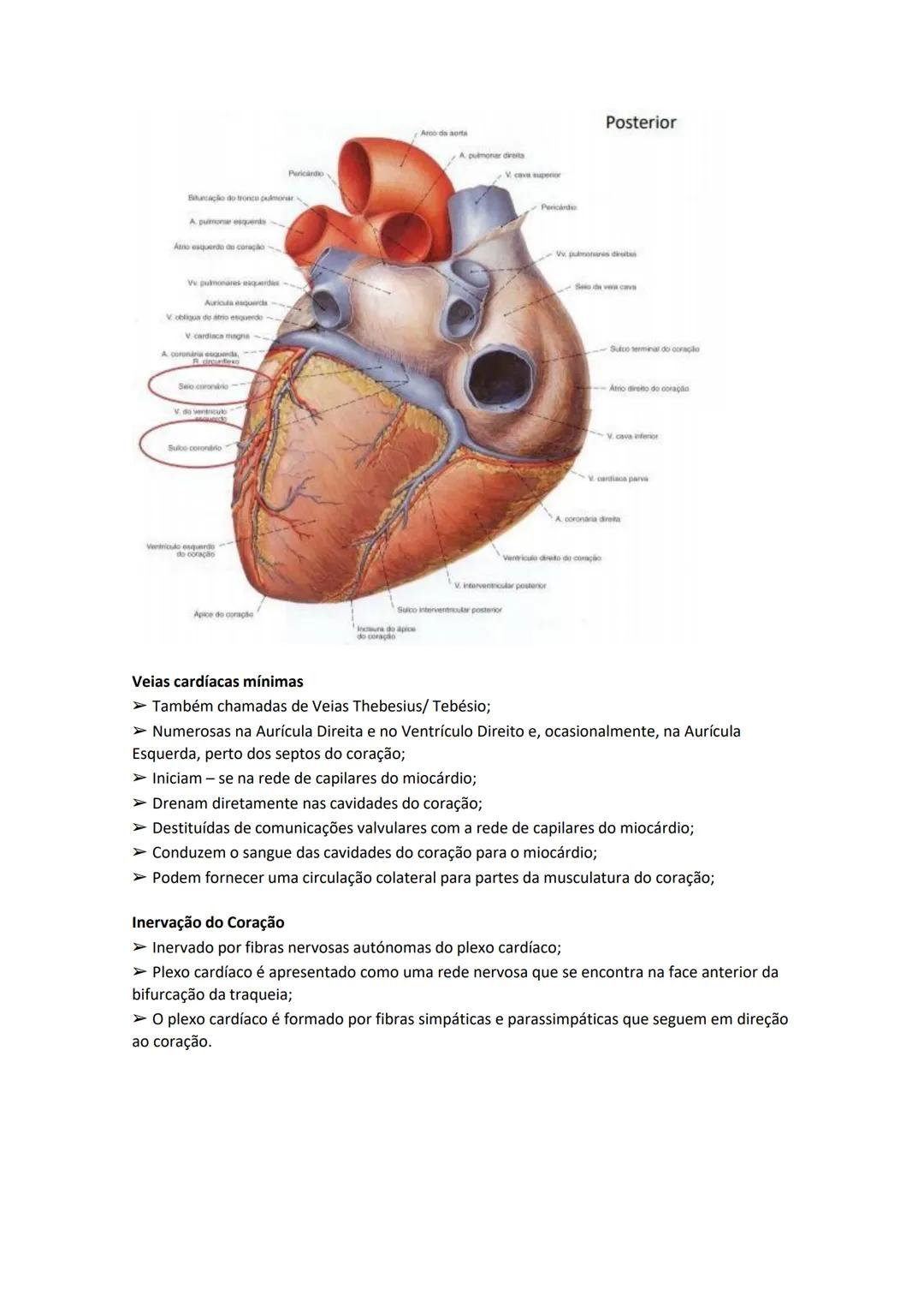 Terminologia e planos do corpo humano
Descreve planos espaciais dos órgãos
O corpo humano deve-se considerar na seguinte posição
• Sempre o