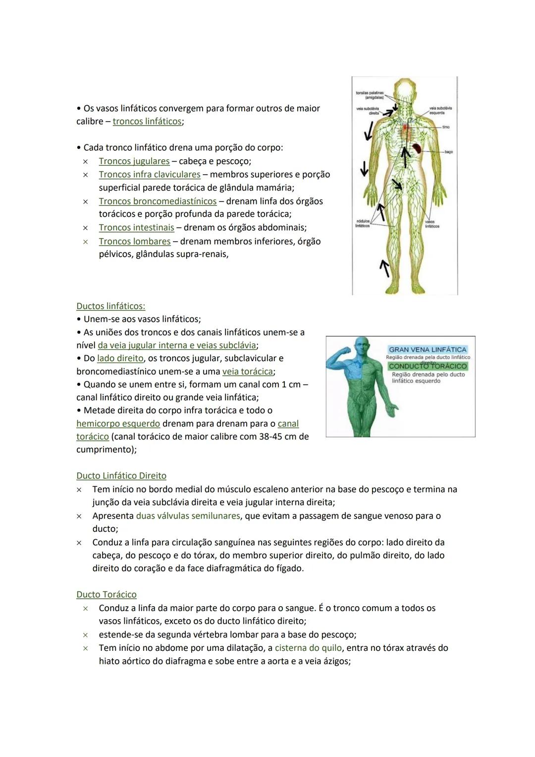 Terminologia e planos do corpo humano
Descreve planos espaciais dos órgãos
O corpo humano deve-se considerar na seguinte posição
• Sempre o