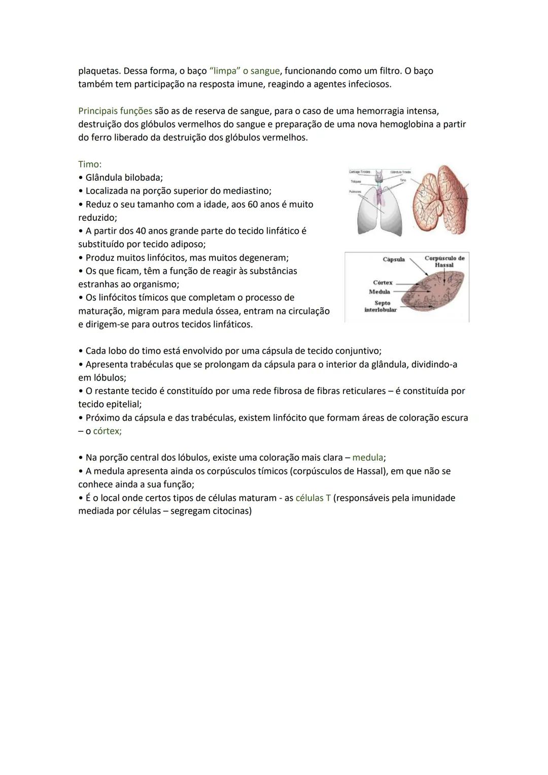 Terminologia e planos do corpo humano
Descreve planos espaciais dos órgãos
O corpo humano deve-se considerar na seguinte posição
• Sempre o
