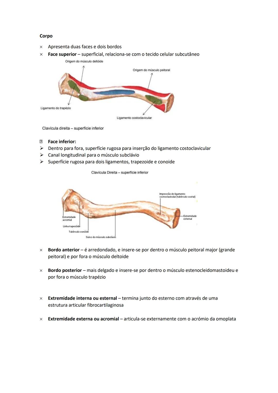 Terminologia e planos do corpo humano
Descreve planos espaciais dos órgãos
O corpo humano deve-se considerar na seguinte posição
• Sempre o