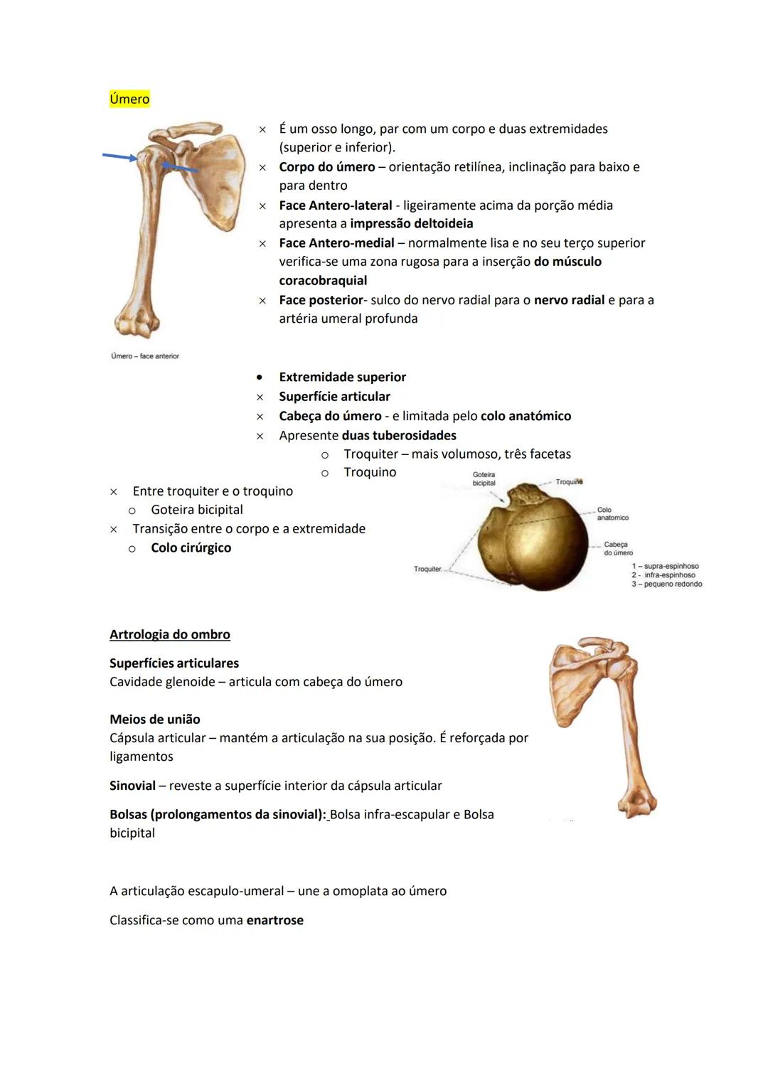 Terminologia e planos do corpo humano
Descreve planos espaciais dos órgãos
O corpo humano deve-se considerar na seguinte posição
• Sempre o