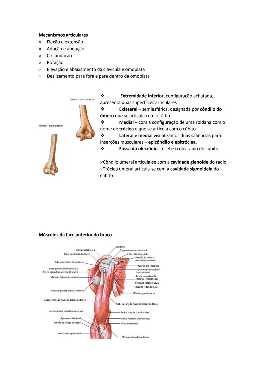 Terminologia e planos do corpo humano
Descreve planos espaciais dos órgãos
O corpo humano deve-se considerar na seguinte posição
• Sempre o