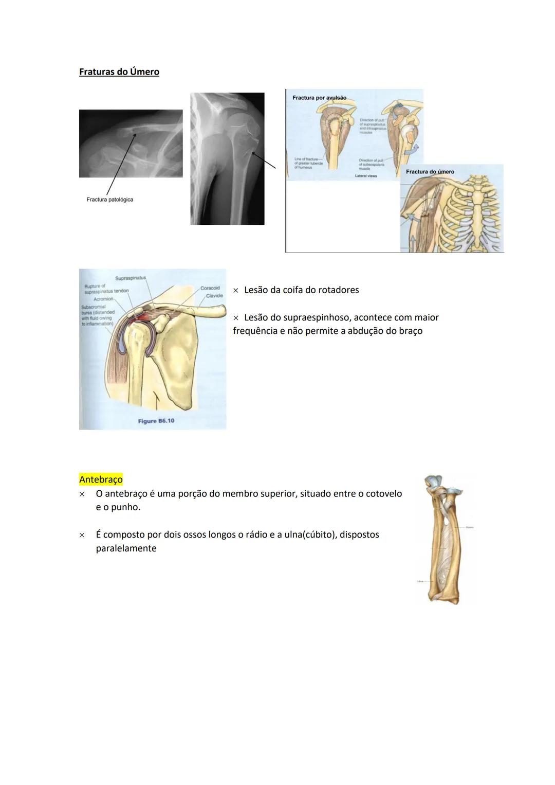 Terminologia e planos do corpo humano
Descreve planos espaciais dos órgãos
O corpo humano deve-se considerar na seguinte posição
• Sempre o