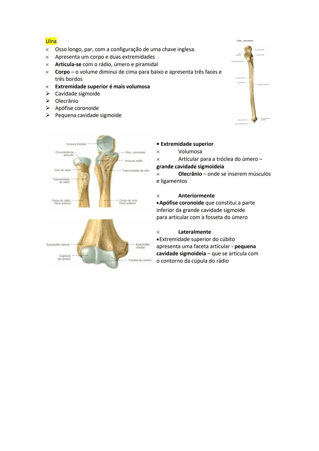 Terminologia e planos do corpo humano
Descreve planos espaciais dos órgãos
O corpo humano deve-se considerar na seguinte posição
• Sempre o