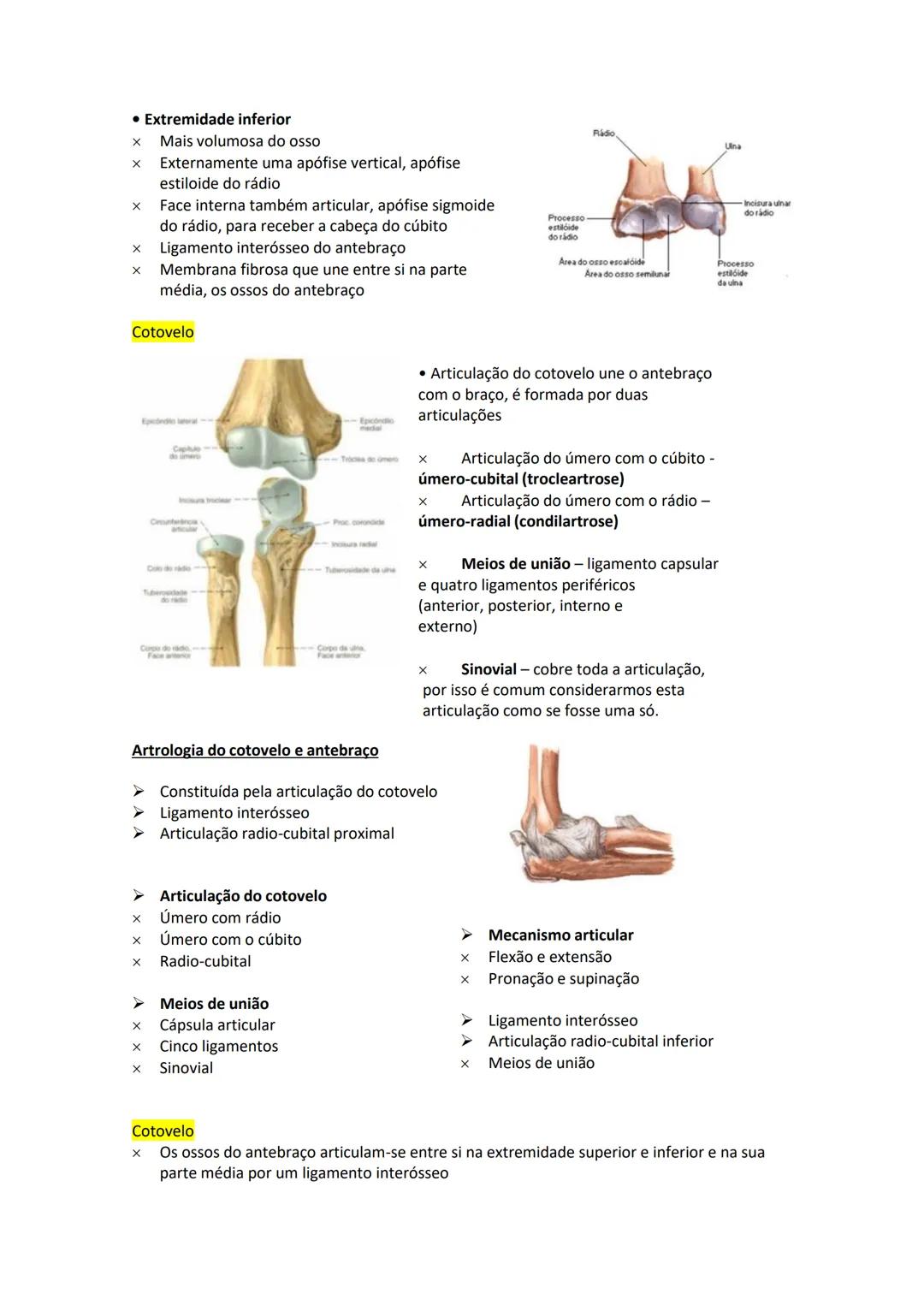 Terminologia e planos do corpo humano
Descreve planos espaciais dos órgãos
O corpo humano deve-se considerar na seguinte posição
• Sempre o