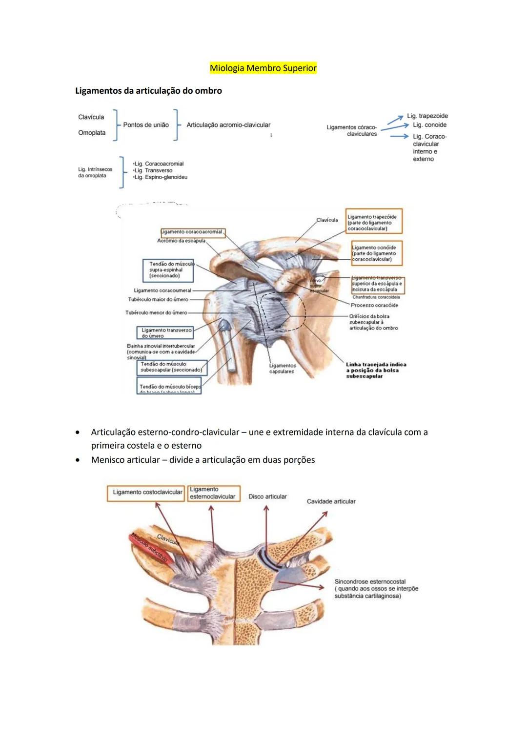 Terminologia e planos do corpo humano
Descreve planos espaciais dos órgãos
O corpo humano deve-se considerar na seguinte posição
• Sempre o