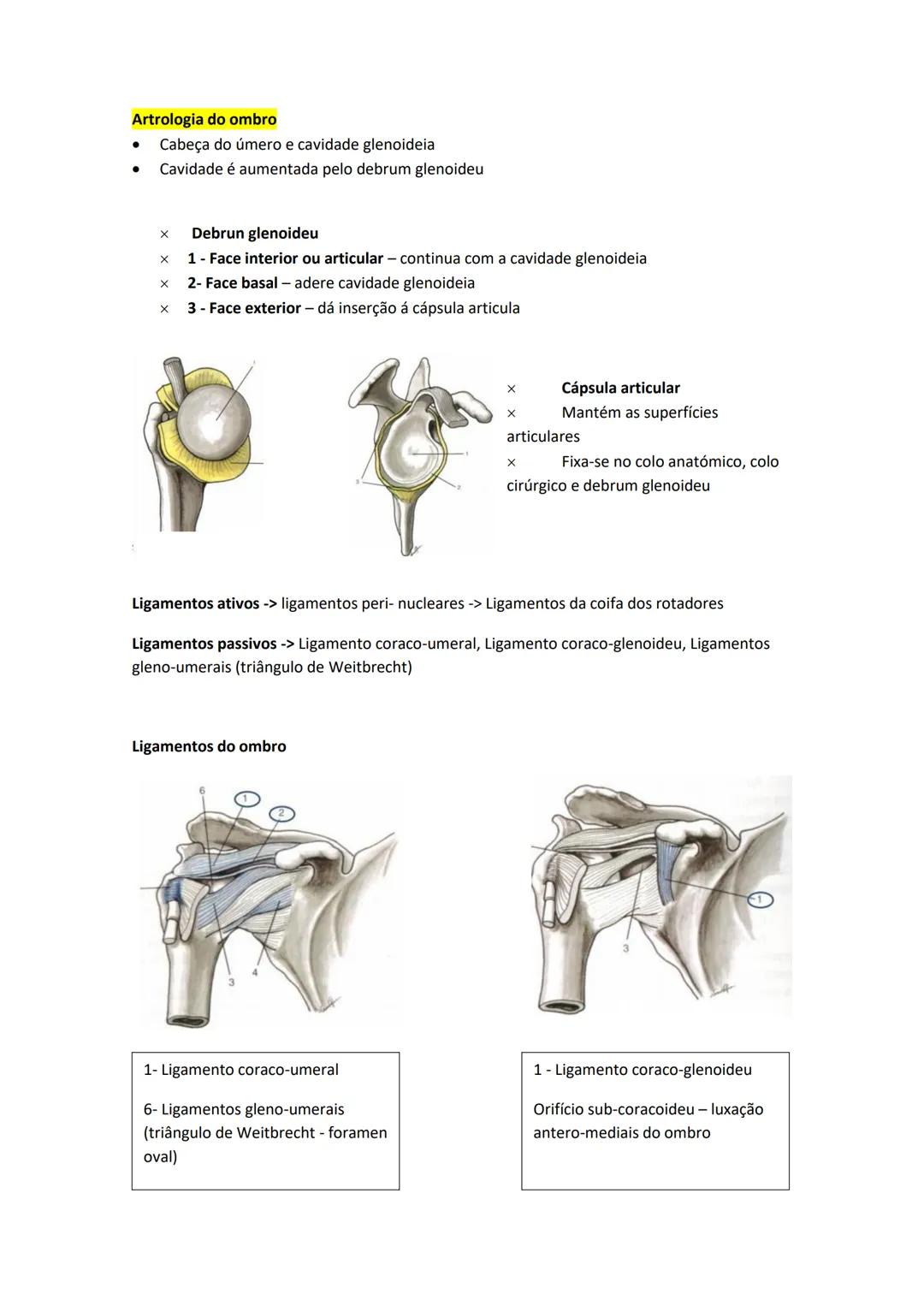 Terminologia e planos do corpo humano
Descreve planos espaciais dos órgãos
O corpo humano deve-se considerar na seguinte posição
• Sempre o