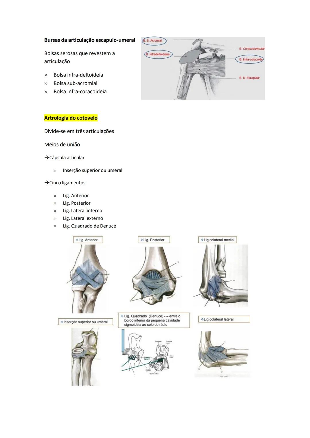 Terminologia e planos do corpo humano
Descreve planos espaciais dos órgãos
O corpo humano deve-se considerar na seguinte posição
• Sempre o