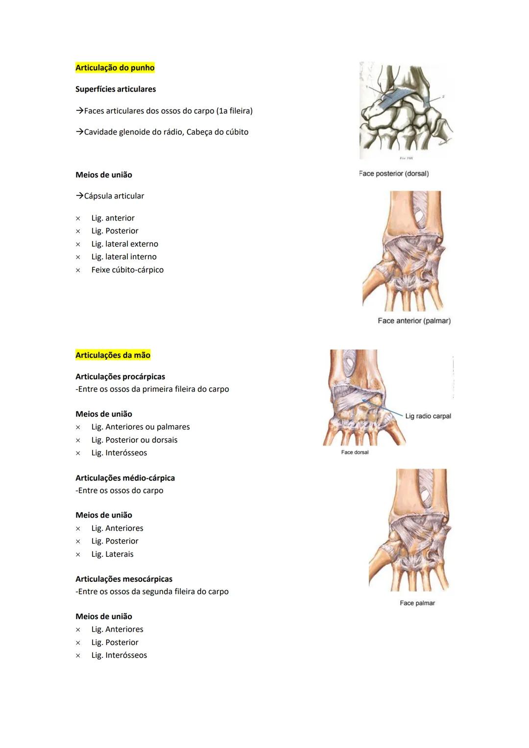 Terminologia e planos do corpo humano
Descreve planos espaciais dos órgãos
O corpo humano deve-se considerar na seguinte posição
• Sempre o