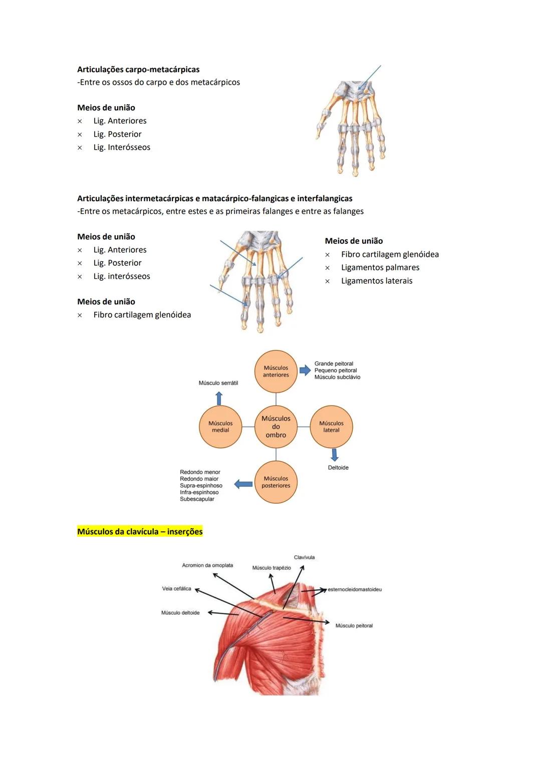 Terminologia e planos do corpo humano
Descreve planos espaciais dos órgãos
O corpo humano deve-se considerar na seguinte posição
• Sempre o