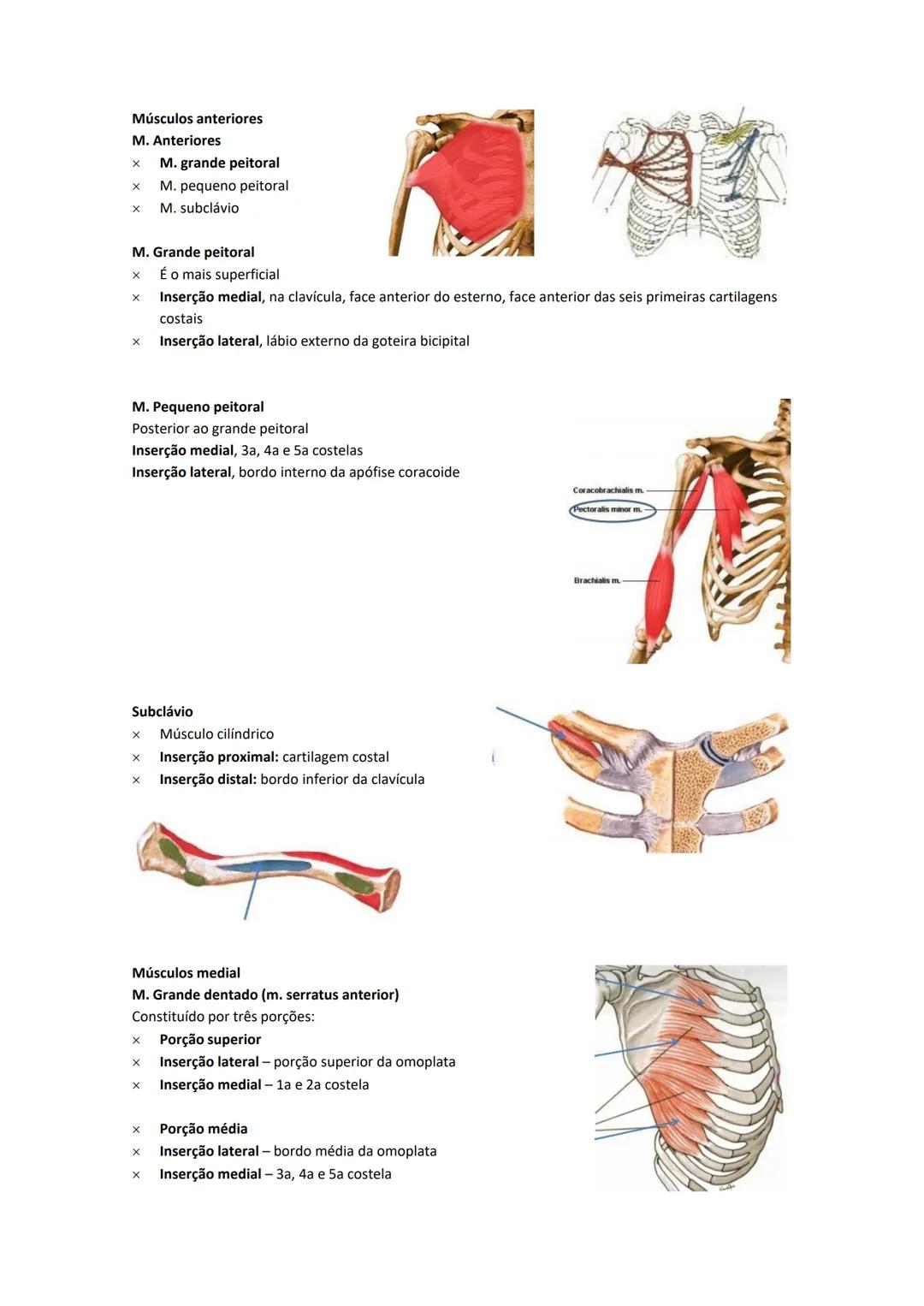 Terminologia e planos do corpo humano
Descreve planos espaciais dos órgãos
O corpo humano deve-se considerar na seguinte posição
• Sempre o