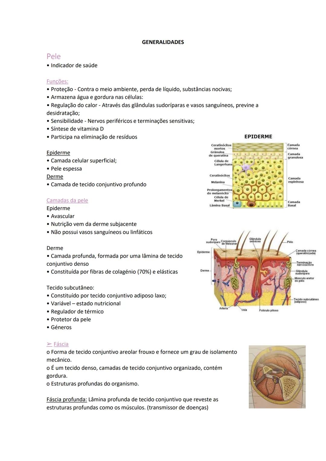 Terminologia e planos do corpo humano
Descreve planos espaciais dos órgãos
O corpo humano deve-se considerar na seguinte posição
• Sempre o