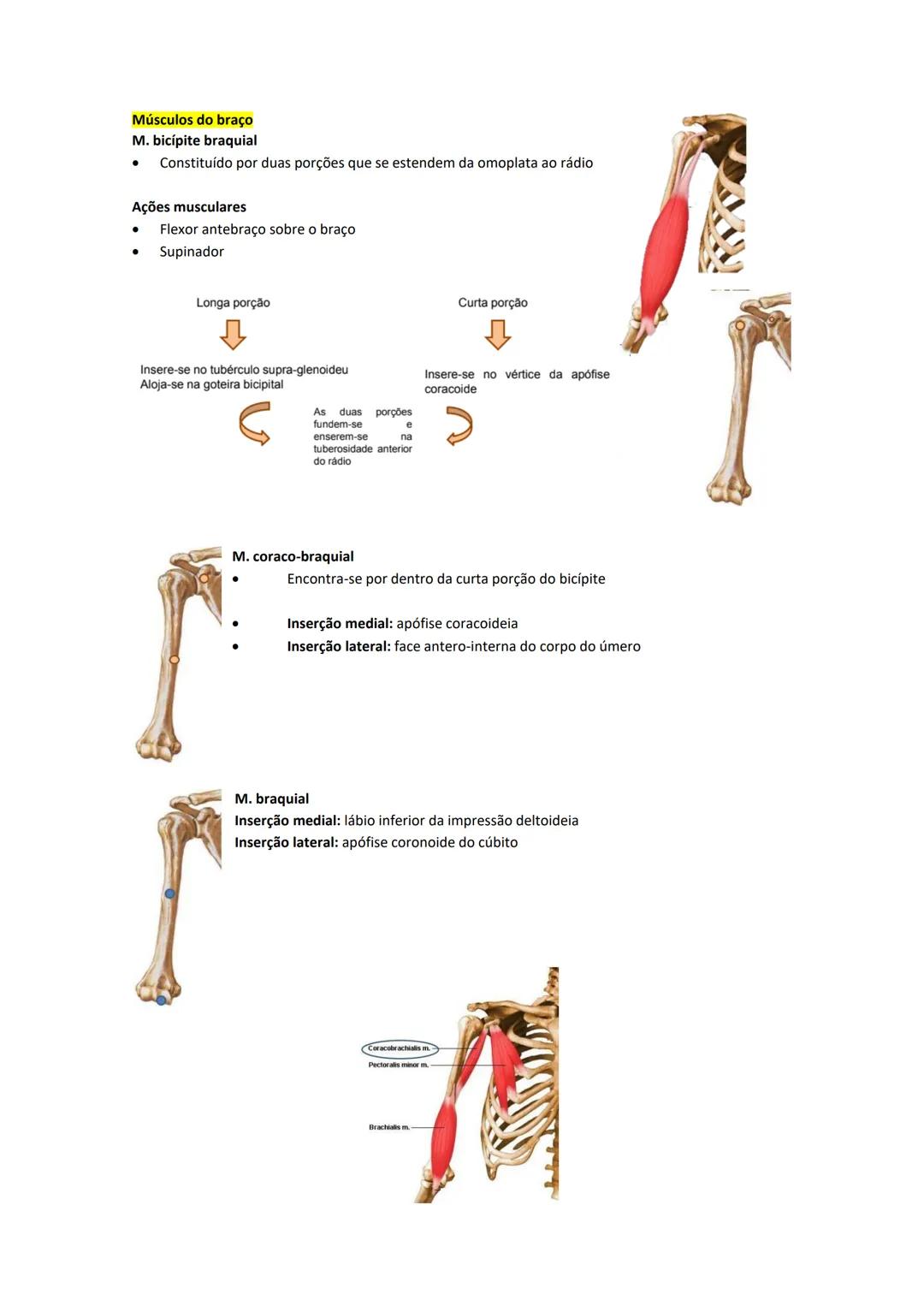 Terminologia e planos do corpo humano
Descreve planos espaciais dos órgãos
O corpo humano deve-se considerar na seguinte posição
• Sempre o