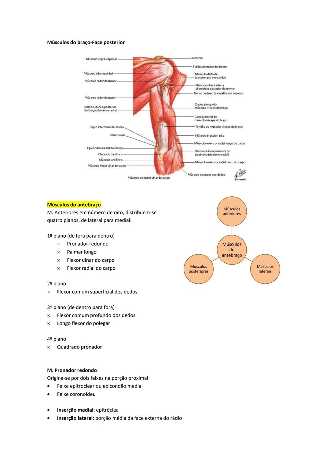 Terminologia e planos do corpo humano
Descreve planos espaciais dos órgãos
O corpo humano deve-se considerar na seguinte posição
• Sempre o