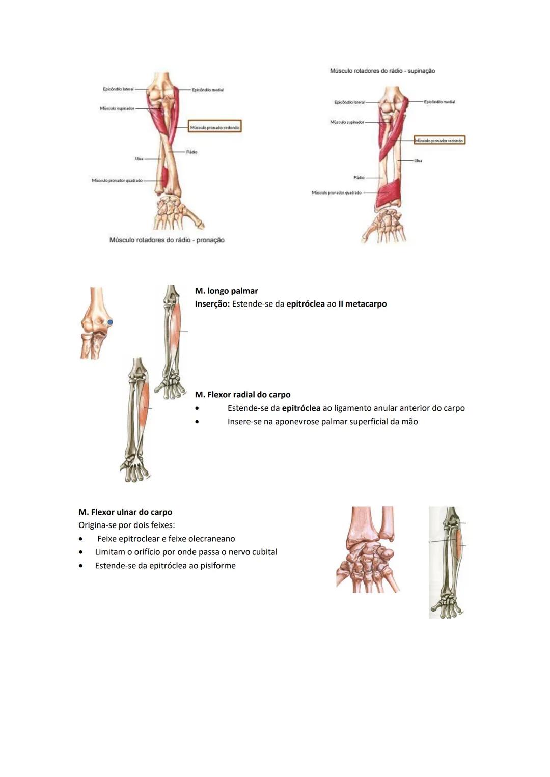 Terminologia e planos do corpo humano
Descreve planos espaciais dos órgãos
O corpo humano deve-se considerar na seguinte posição
• Sempre o