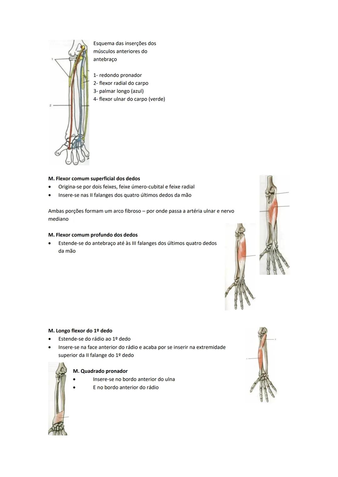 Terminologia e planos do corpo humano
Descreve planos espaciais dos órgãos
O corpo humano deve-se considerar na seguinte posição
• Sempre o