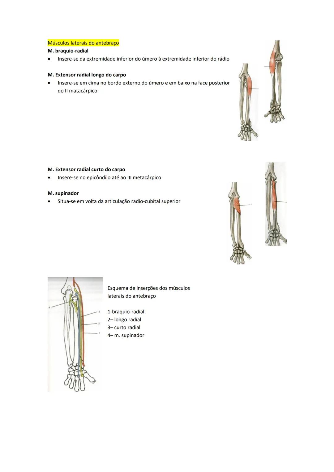 Terminologia e planos do corpo humano
Descreve planos espaciais dos órgãos
O corpo humano deve-se considerar na seguinte posição
• Sempre o