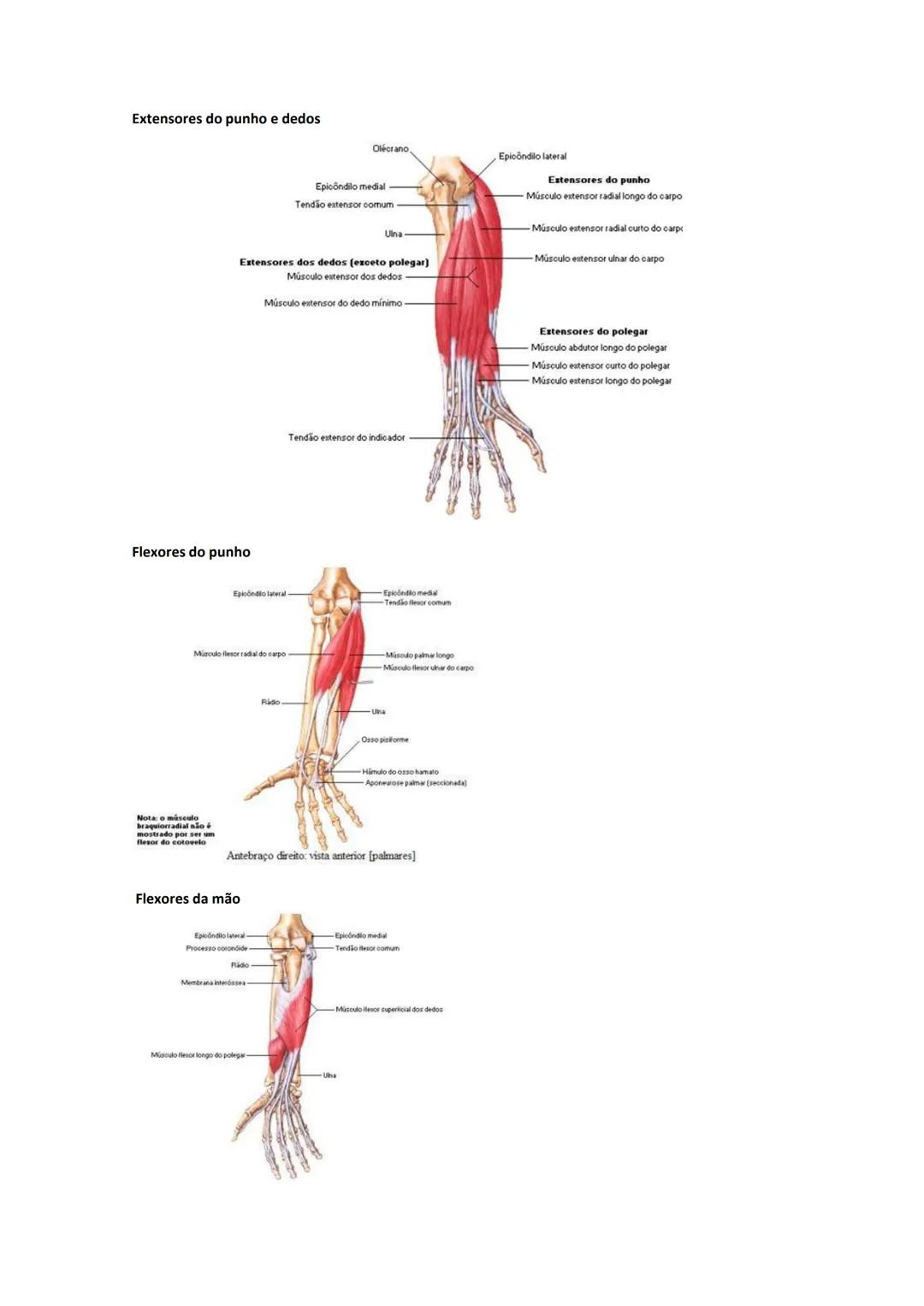 Terminologia e planos do corpo humano
Descreve planos espaciais dos órgãos
O corpo humano deve-se considerar na seguinte posição
• Sempre o