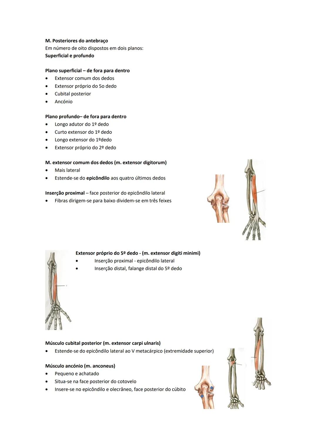 Terminologia e planos do corpo humano
Descreve planos espaciais dos órgãos
O corpo humano deve-se considerar na seguinte posição
• Sempre o