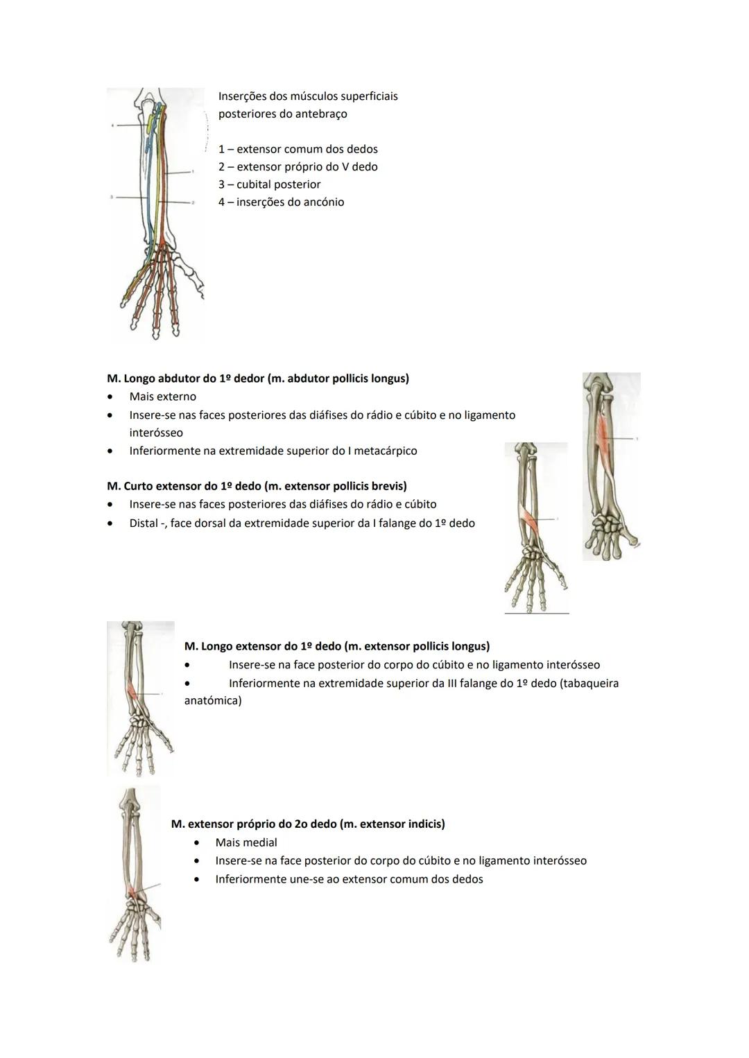Terminologia e planos do corpo humano
Descreve planos espaciais dos órgãos
O corpo humano deve-se considerar na seguinte posição
• Sempre o