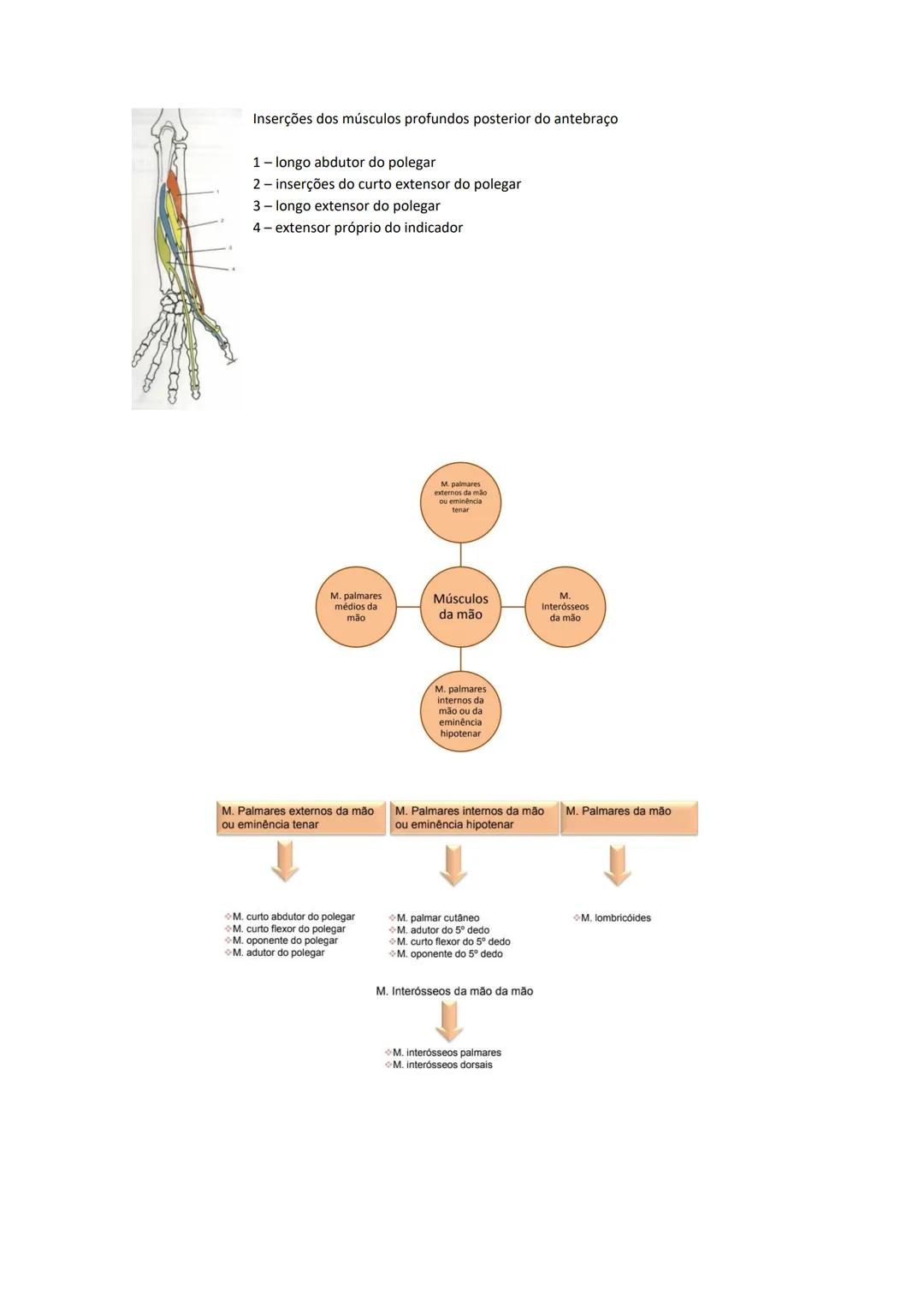 Terminologia e planos do corpo humano
Descreve planos espaciais dos órgãos
O corpo humano deve-se considerar na seguinte posição
• Sempre o