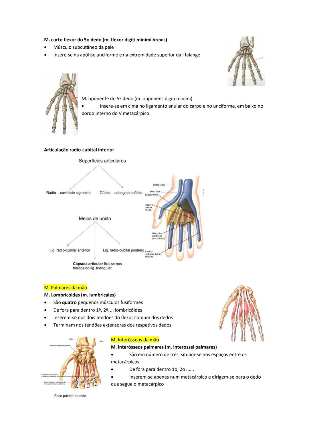 Terminologia e planos do corpo humano
Descreve planos espaciais dos órgãos
O corpo humano deve-se considerar na seguinte posição
• Sempre o