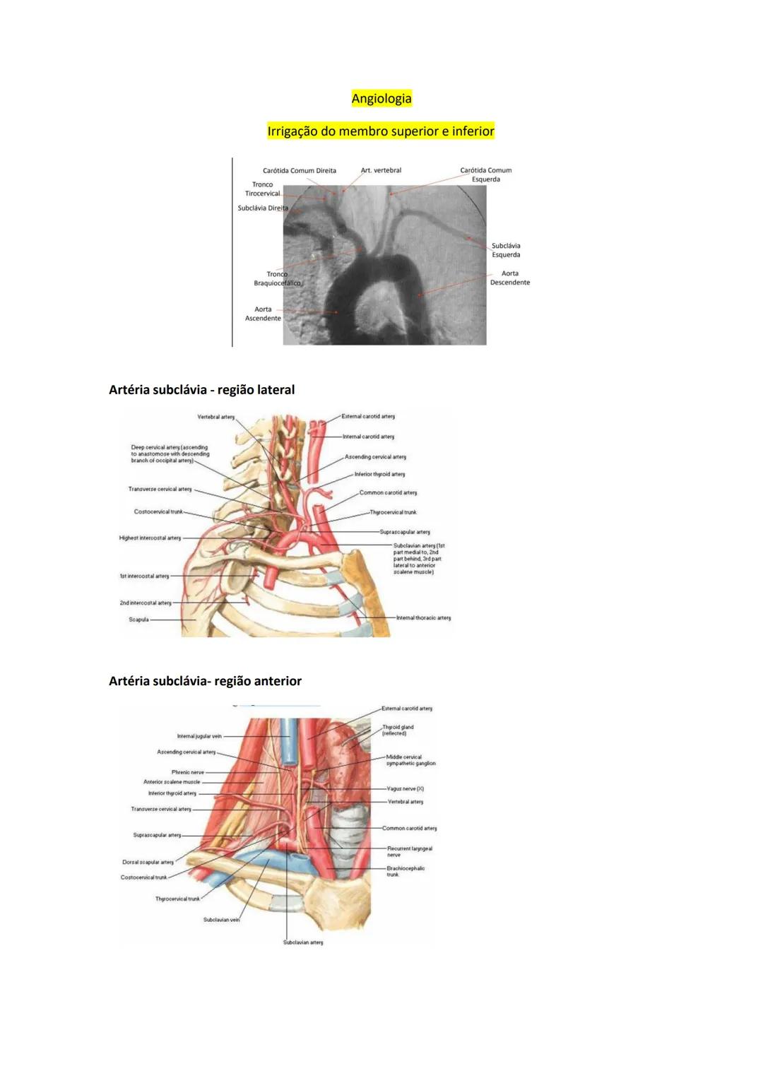 Terminologia e planos do corpo humano
Descreve planos espaciais dos órgãos
O corpo humano deve-se considerar na seguinte posição
• Sempre o