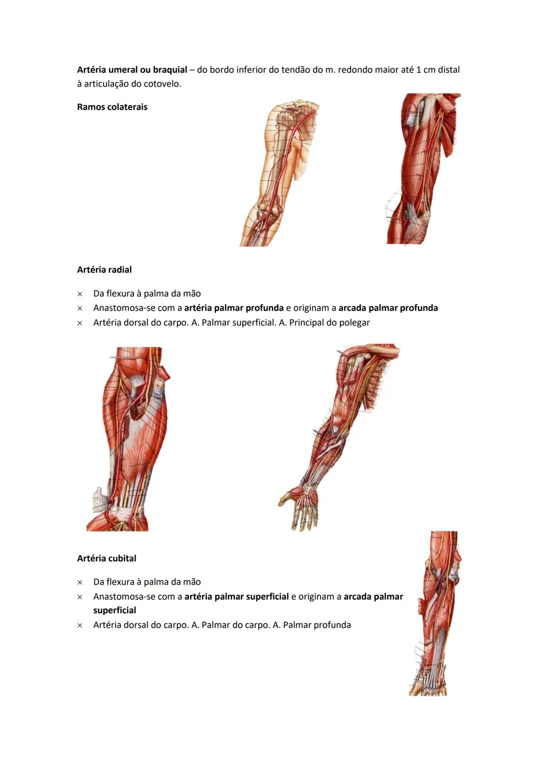 Terminologia e planos do corpo humano
Descreve planos espaciais dos órgãos
O corpo humano deve-se considerar na seguinte posição
• Sempre o