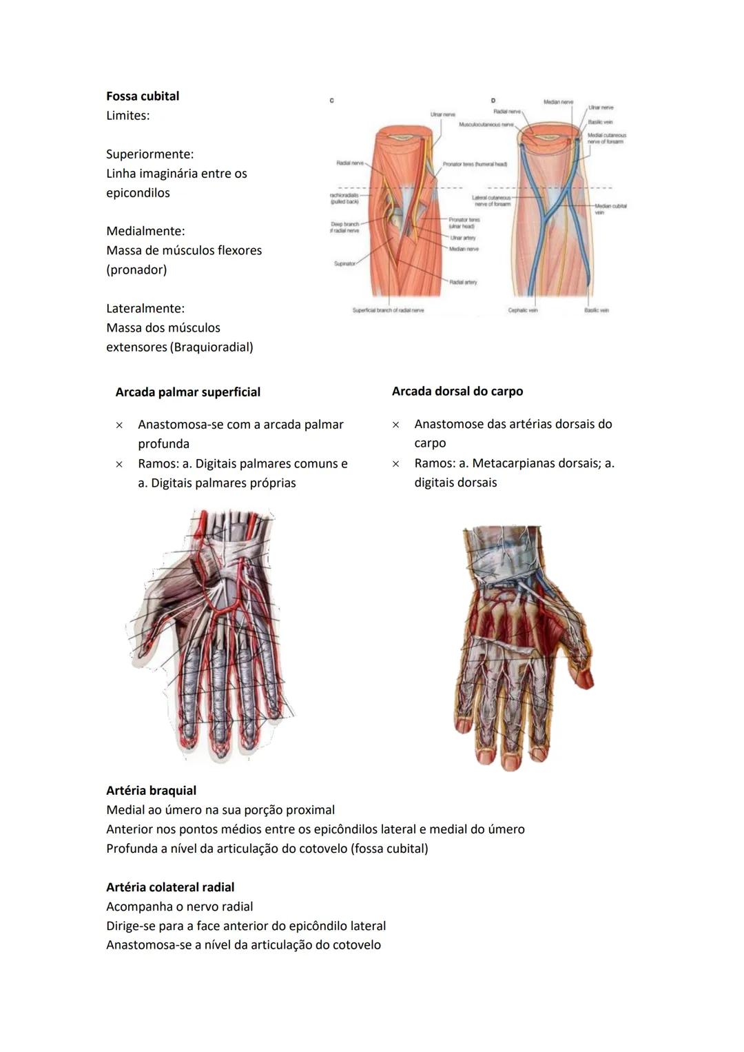 Terminologia e planos do corpo humano
Descreve planos espaciais dos órgãos
O corpo humano deve-se considerar na seguinte posição
• Sempre o