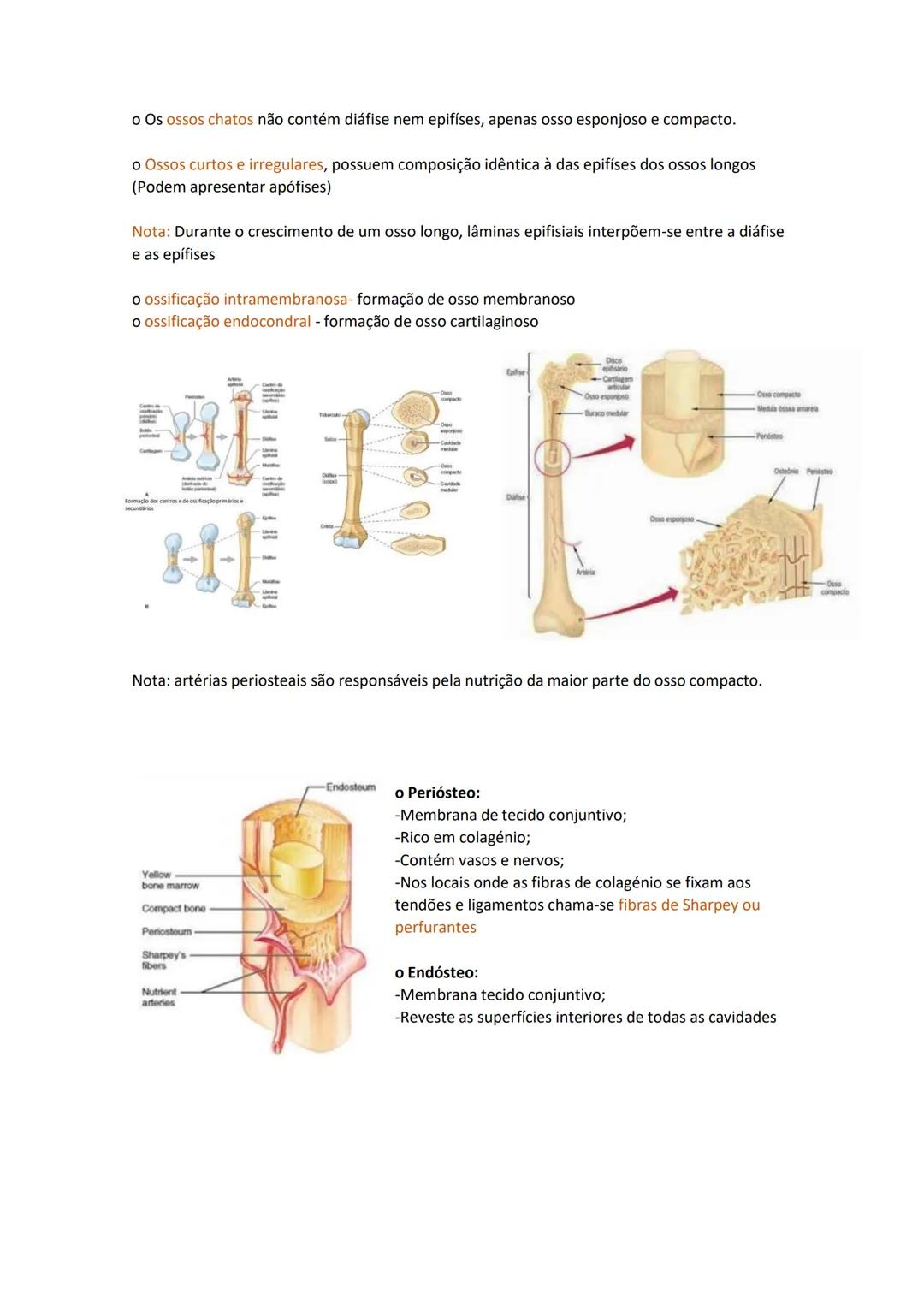 Terminologia e planos do corpo humano
Descreve planos espaciais dos órgãos
O corpo humano deve-se considerar na seguinte posição
• Sempre o