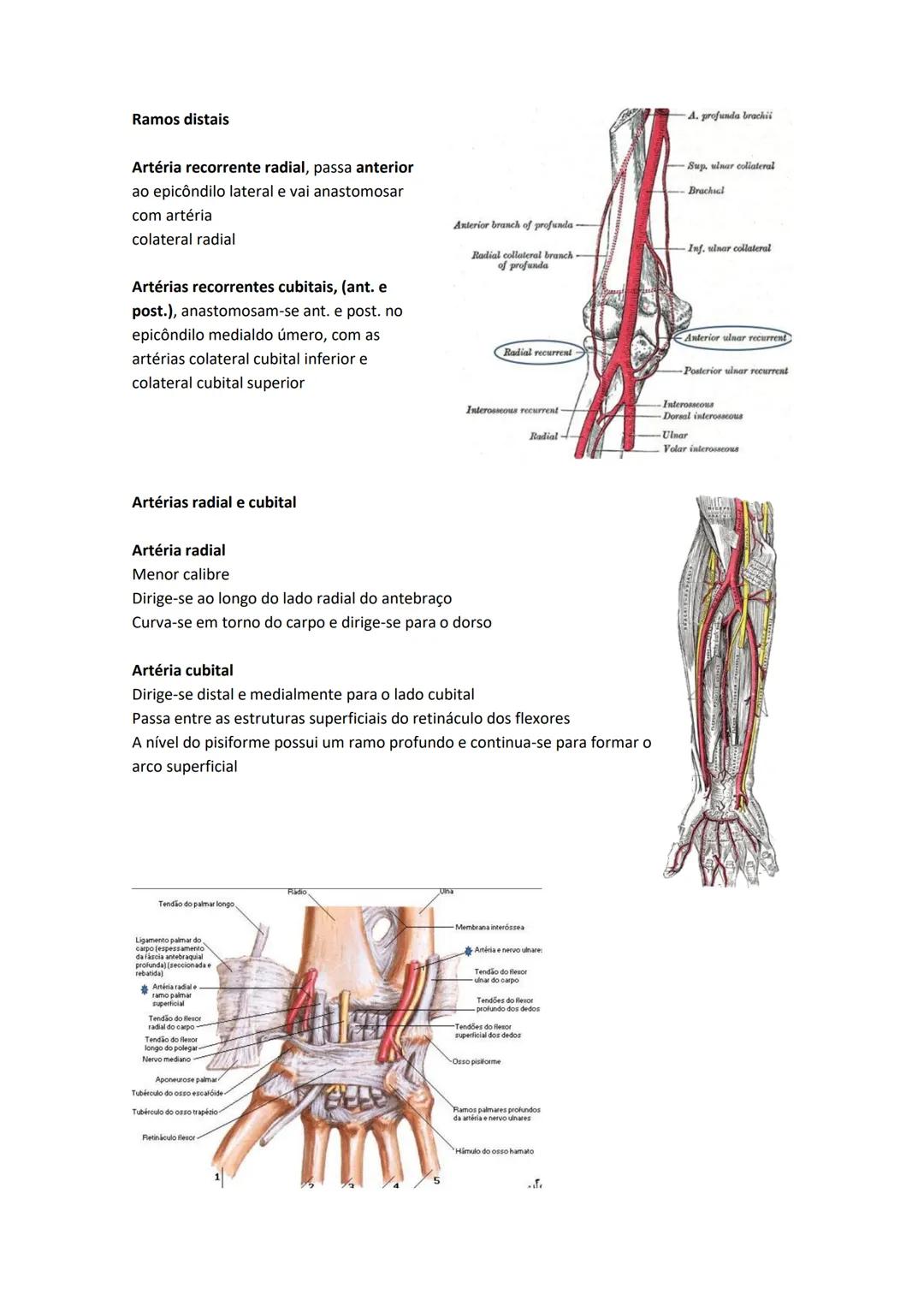 Terminologia e planos do corpo humano
Descreve planos espaciais dos órgãos
O corpo humano deve-se considerar na seguinte posição
• Sempre o