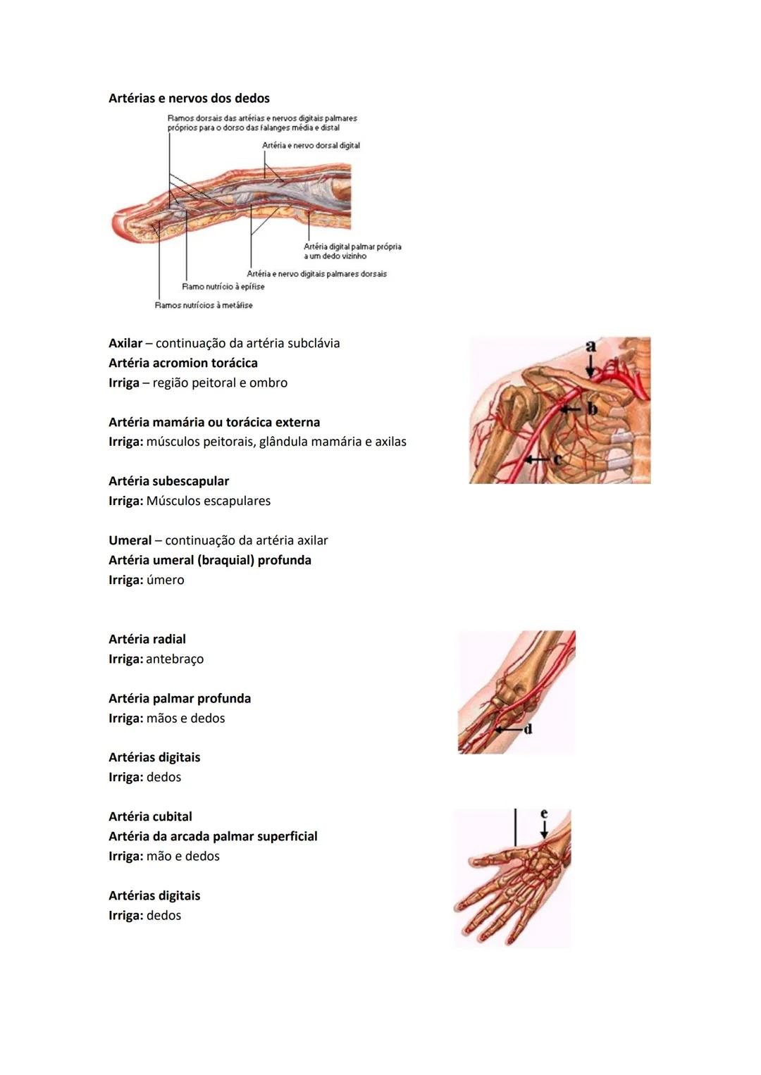 Terminologia e planos do corpo humano
Descreve planos espaciais dos órgãos
O corpo humano deve-se considerar na seguinte posição
• Sempre o