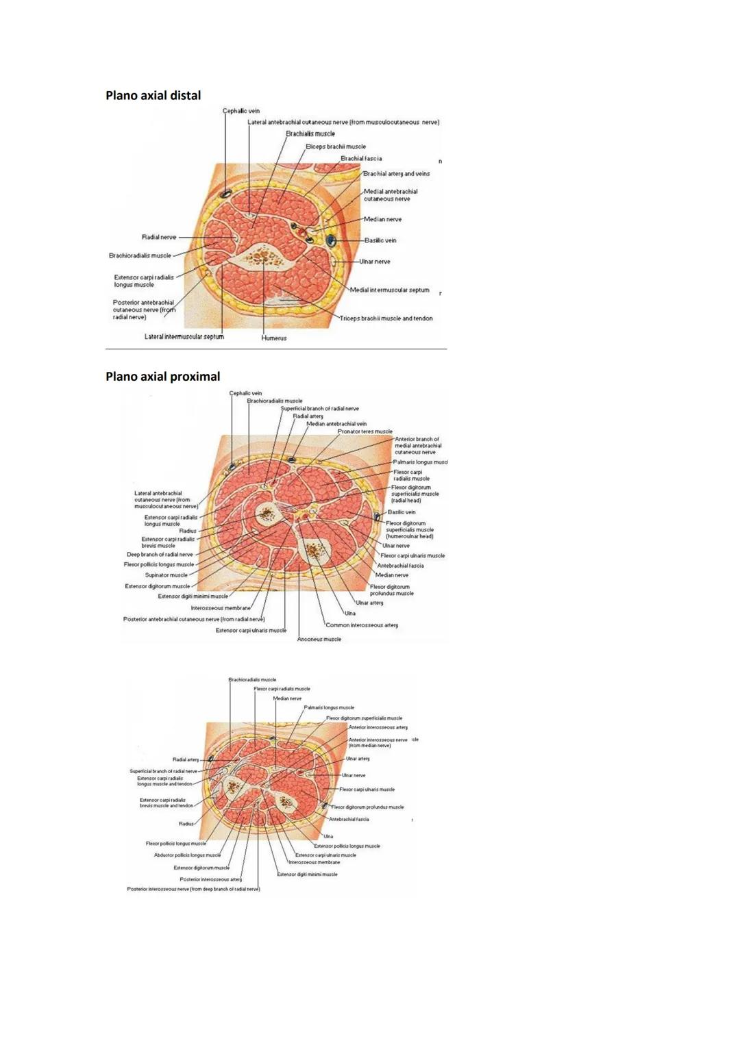 Terminologia e planos do corpo humano
Descreve planos espaciais dos órgãos
O corpo humano deve-se considerar na seguinte posição
• Sempre o