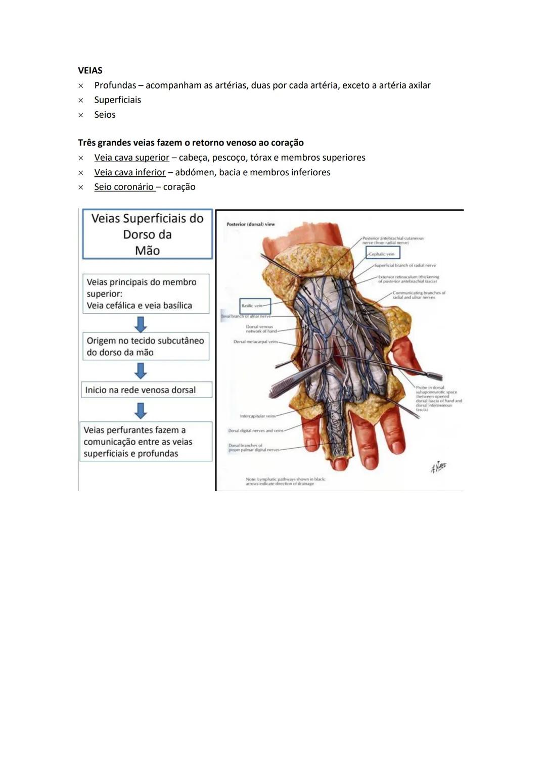 Terminologia e planos do corpo humano
Descreve planos espaciais dos órgãos
O corpo humano deve-se considerar na seguinte posição
• Sempre o
