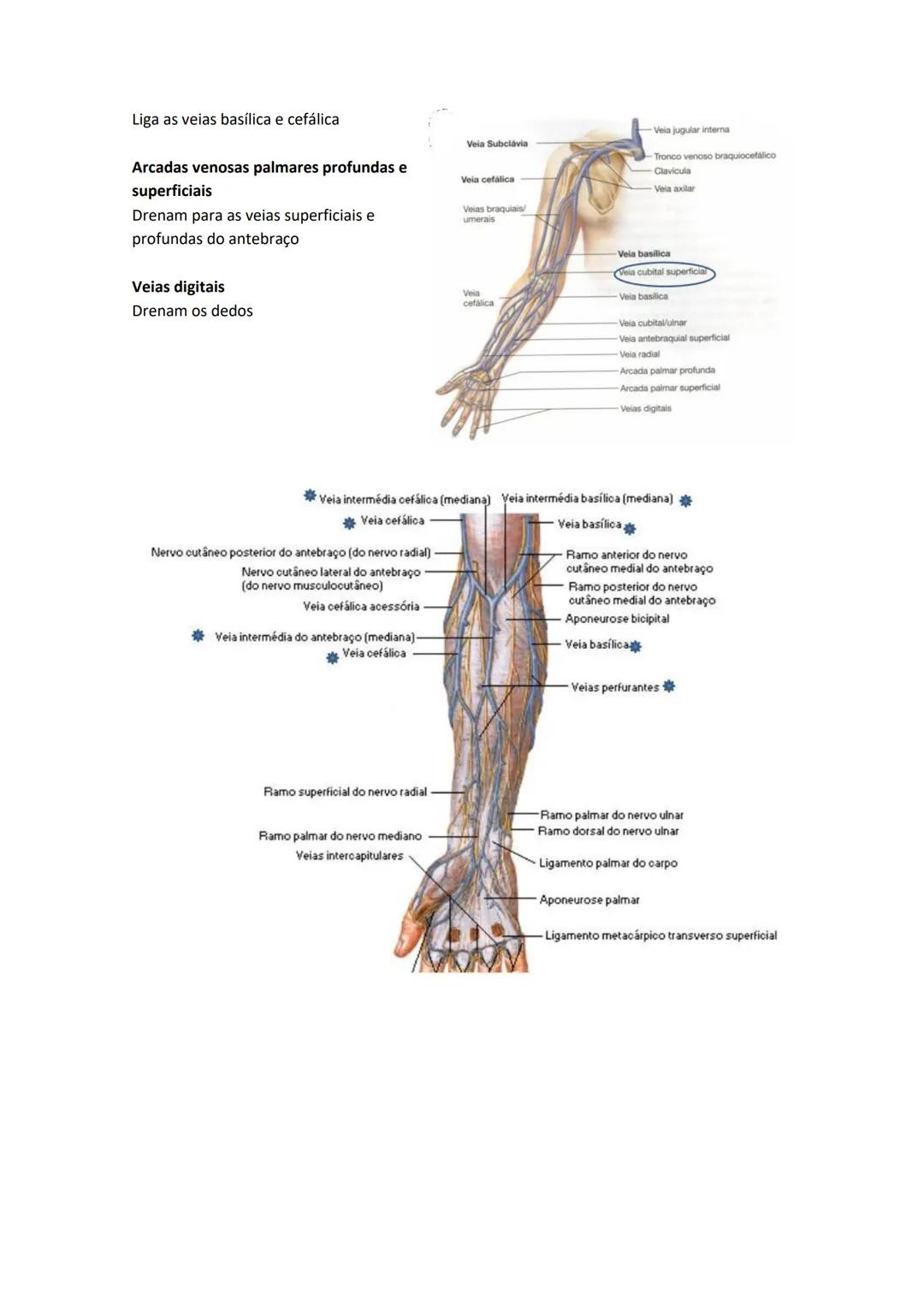 Terminologia e planos do corpo humano
Descreve planos espaciais dos órgãos
O corpo humano deve-se considerar na seguinte posição
• Sempre o