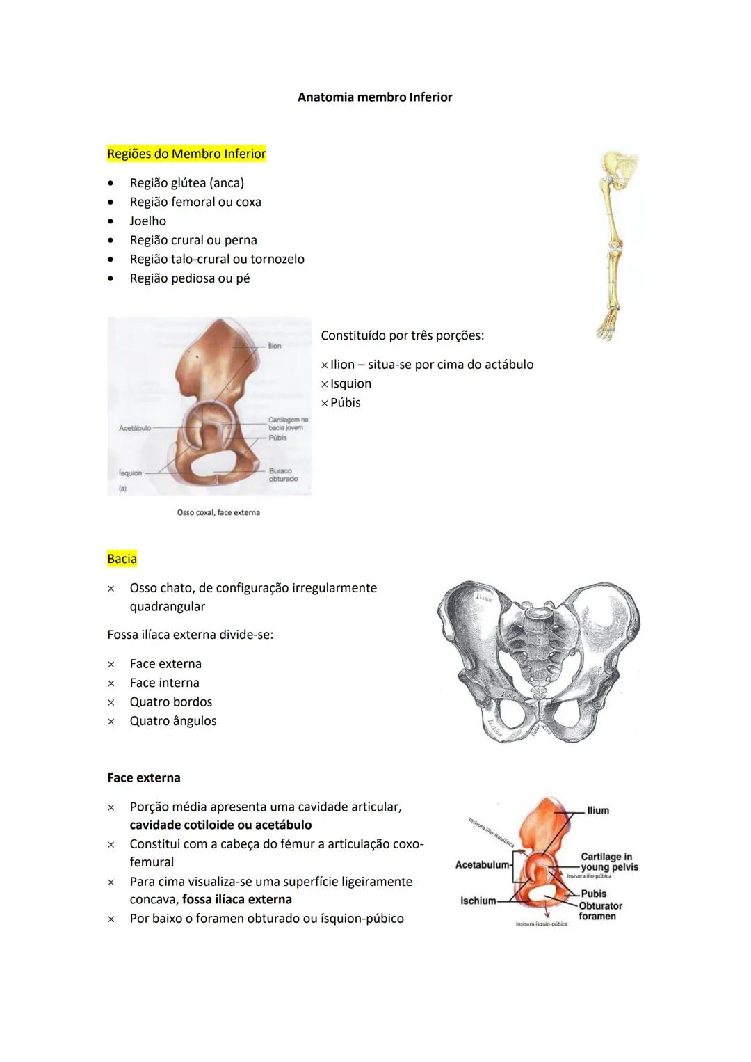 Terminologia e planos do corpo humano
Descreve planos espaciais dos órgãos
O corpo humano deve-se considerar na seguinte posição
• Sempre o