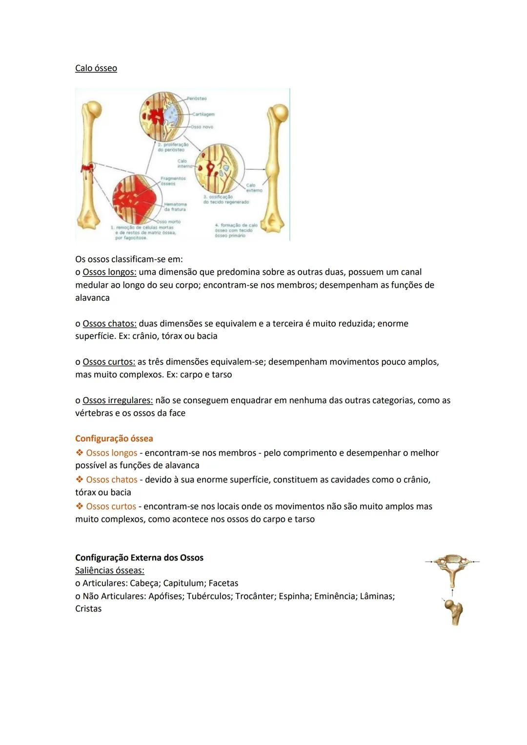Terminologia e planos do corpo humano
Descreve planos espaciais dos órgãos
O corpo humano deve-se considerar na seguinte posição
• Sempre o
