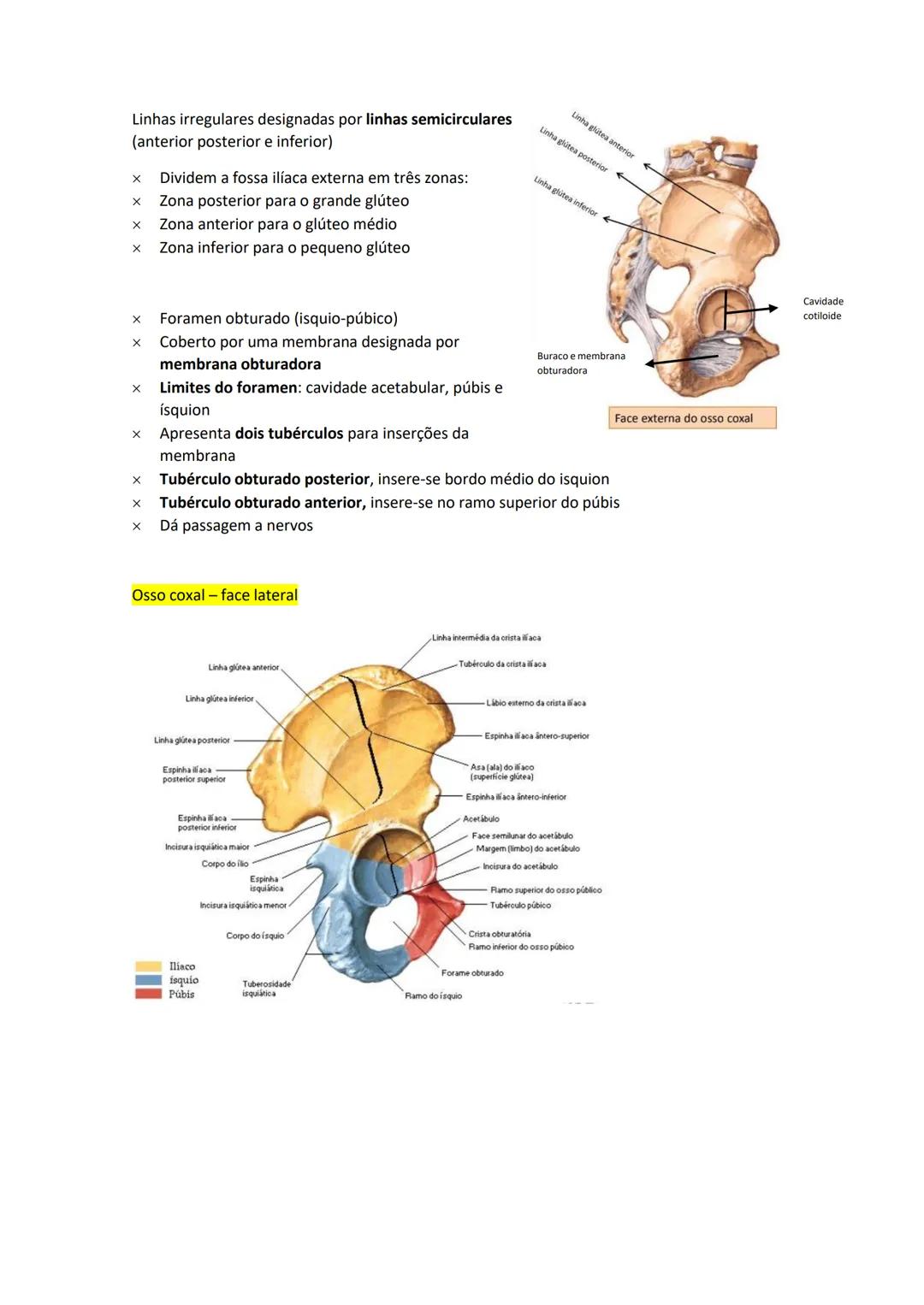 Terminologia e planos do corpo humano
Descreve planos espaciais dos órgãos
O corpo humano deve-se considerar na seguinte posição
• Sempre o