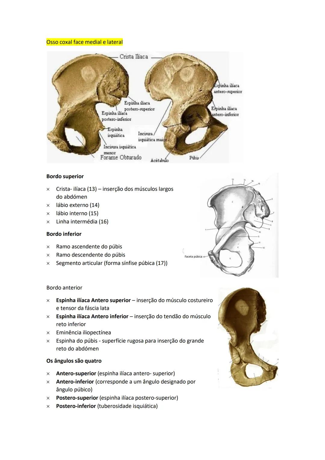 Terminologia e planos do corpo humano
Descreve planos espaciais dos órgãos
O corpo humano deve-se considerar na seguinte posição
• Sempre o