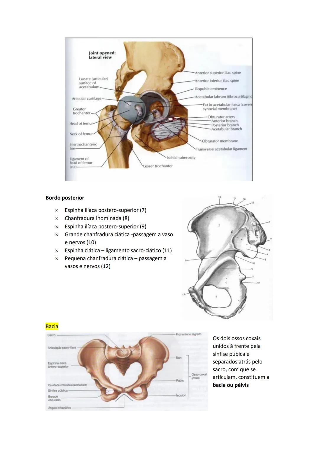 Terminologia e planos do corpo humano
Descreve planos espaciais dos órgãos
O corpo humano deve-se considerar na seguinte posição
• Sempre o