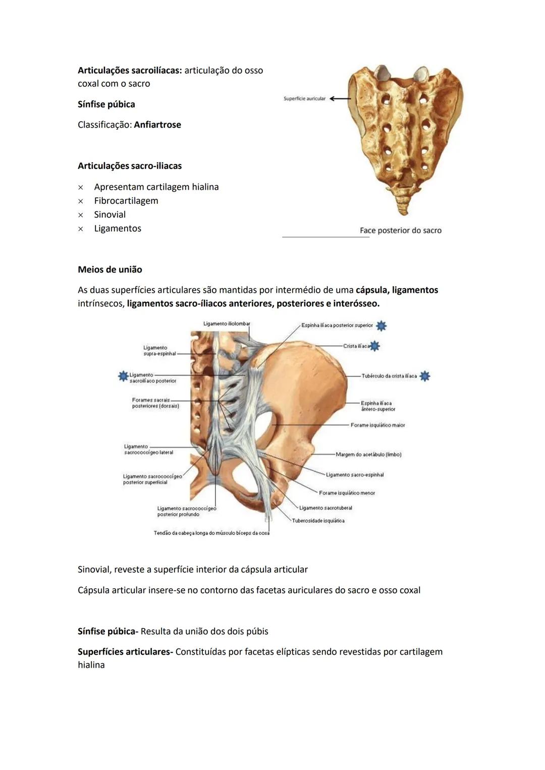 Terminologia e planos do corpo humano
Descreve planos espaciais dos órgãos
O corpo humano deve-se considerar na seguinte posição
• Sempre o